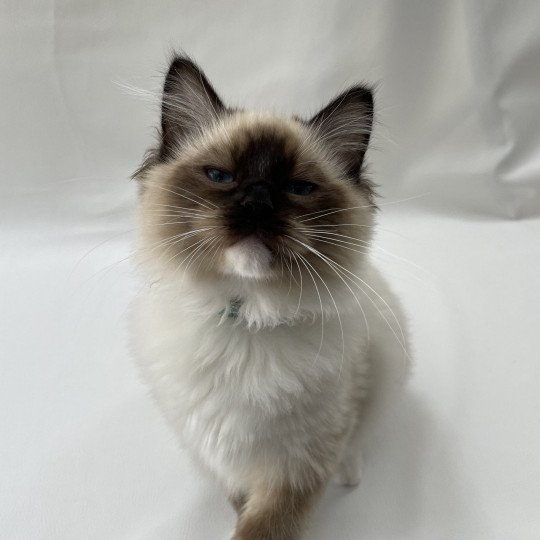 chaton Ragdoll seal point mitted Utha vert Les Ragdolls de la Croisette