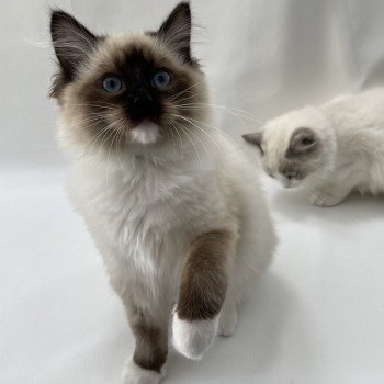 chaton Ragdoll seal point mitted Utha vert Les Ragdolls de la Croisette