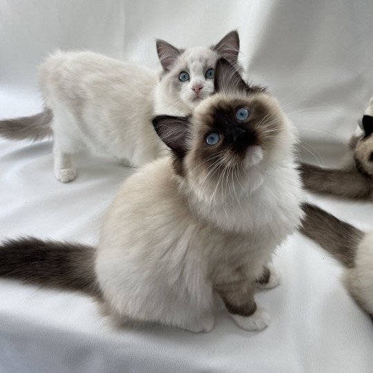 chaton Ragdoll seal point mitted Utha vert Les Ragdolls de la Croisette