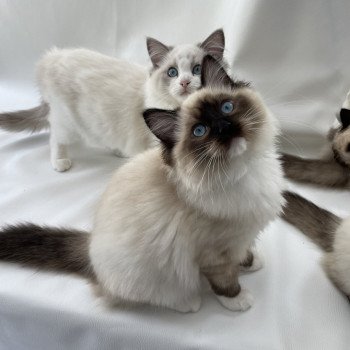 chaton Ragdoll seal point mitted Utha vert Les Ragdolls de la Croisette