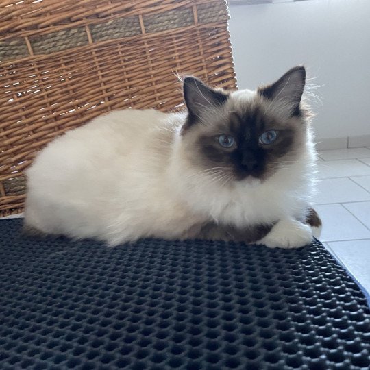 chat Ragdoll seal point mitted Utha Les Ragdolls de la Croisette