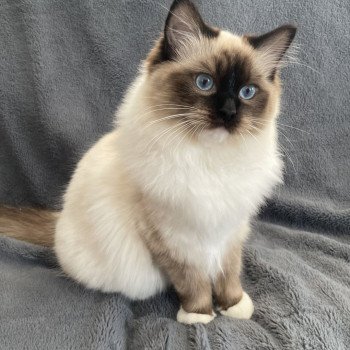 chat Ragdoll seal point mitted Utha Les Ragdolls de la Croisette chat Ragdoll seal point mitted Utha Les Ragdolls de la Croisette