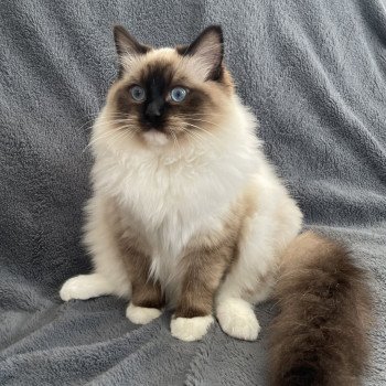 chat Ragdoll seal point mitted Utha Les Ragdolls de la Croisette chat Ragdoll seal point mitted Utha Les Ragdolls de la Croisette