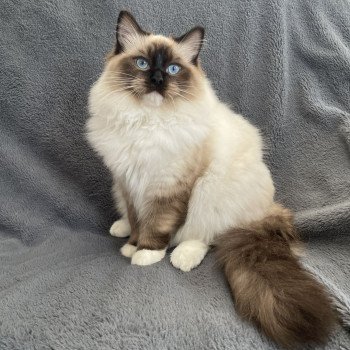 chat Ragdoll seal point mitted Utha Les Ragdolls de la Croisette