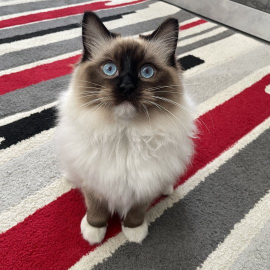 chat Ragdoll seal point mitted Utha Les Ragdolls de la Croisette