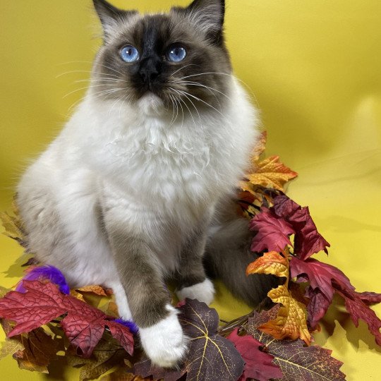 chat Ragdoll seal point mitted Utha Les Ragdolls de la Croisette