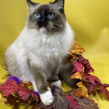 chat Ragdoll seal point mitted Utha Les Ragdolls de la Croisette