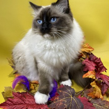 chat Ragdoll seal point mitted Utha Les Ragdolls de la Croisette chat Ragdoll seal point mitted Utha Les Ragdolls de la Croisette