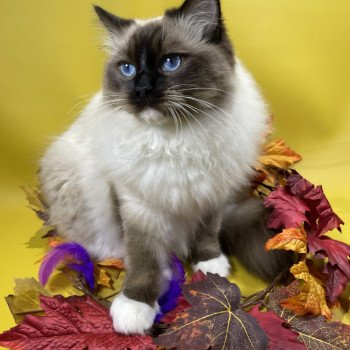 chat Ragdoll seal point mitted Utha Les Ragdolls de la Croisette