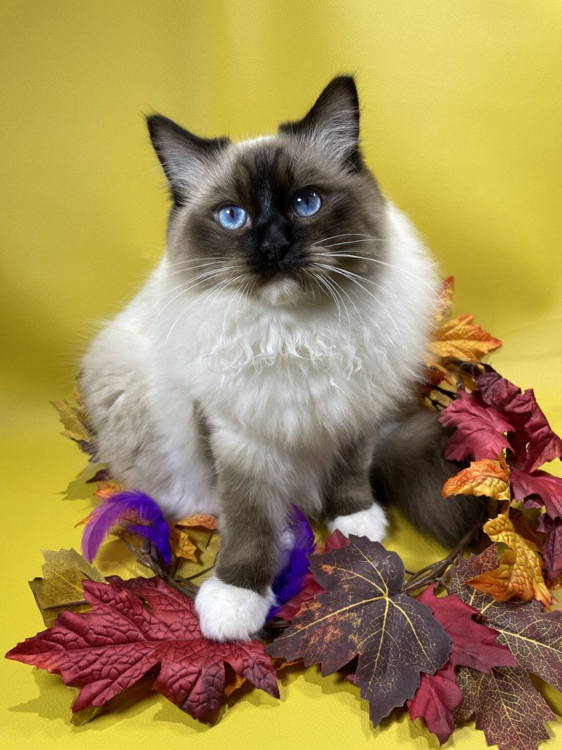 Utha De La Croisette Mâle Ragdoll