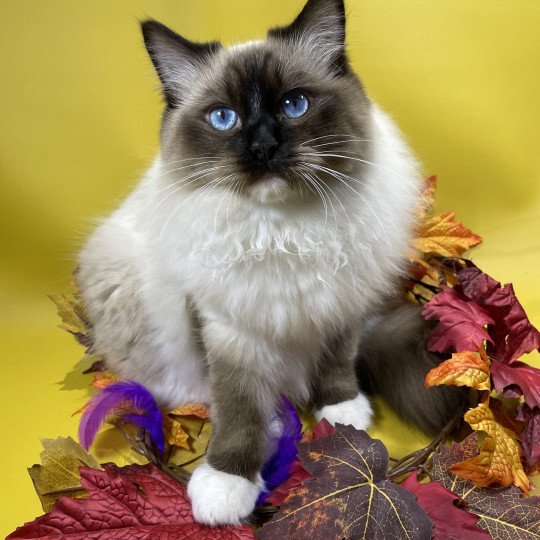 chat Ragdoll seal point mitted Utha Les Ragdolls de la Croisette