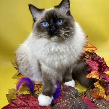 chat Ragdoll seal point mitted Utha Les Ragdolls de la Croisette