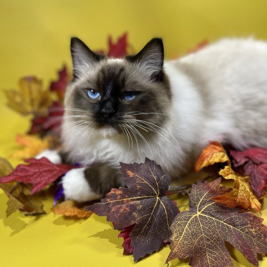 chat Ragdoll seal point mitted Utha Les Ragdolls de la Croisette