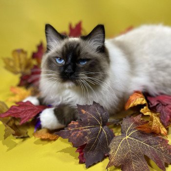 chat Ragdoll seal point mitted Utha Les Ragdolls de la Croisette