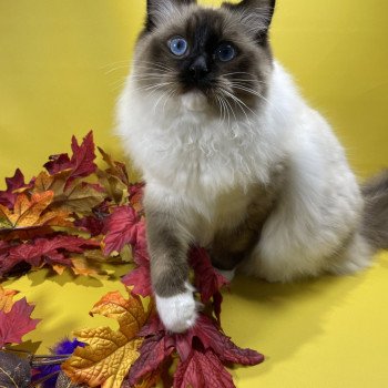 chat Ragdoll seal point mitted Utha Les Ragdolls de la Croisette