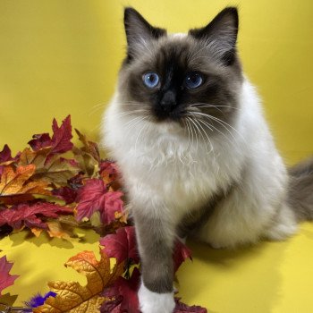 chat Ragdoll seal point mitted Utha Les Ragdolls de la Croisette