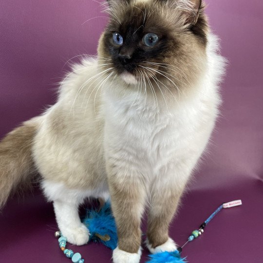 chat Ragdoll seal point mitted Utah Les Ragdolls de la Croisette