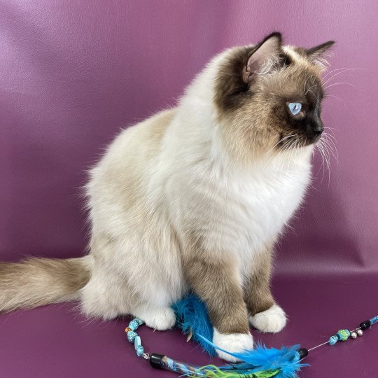 chat Ragdoll seal point mitted Utah Les Ragdolls de la Croisette