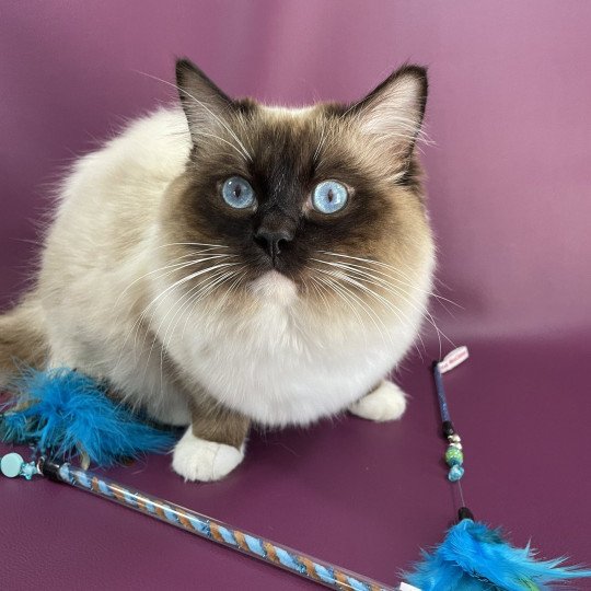 chat Ragdoll seal point mitted Utah Les Ragdolls de la Croisette