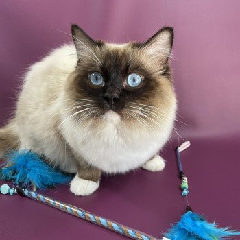 chat Ragdoll seal point mitted Utah Les Ragdolls de la Croisette chat Ragdoll seal point mitted Utah Les Ragdolls de la Croisette