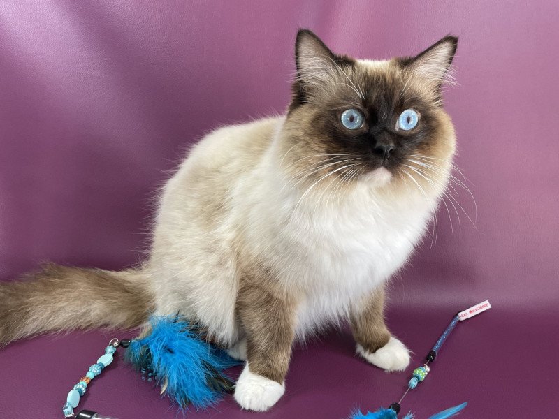 Utah De La Croisette Mâle Ragdoll