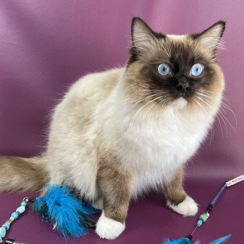 Utah De La Croisette Mâle Ragdoll