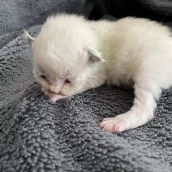 chaton Ragdoll vert Les Ragdolls de la Croisette