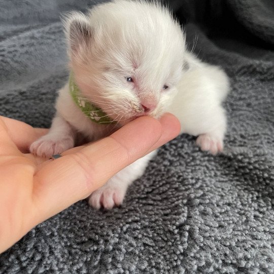 chaton Ragdoll vert Les Ragdolls de la Croisette