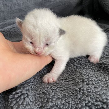 chaton Ragdoll vert Les Ragdolls de la Croisette