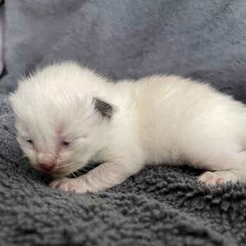 chaton Ragdoll vert Les Ragdolls de la Croisette