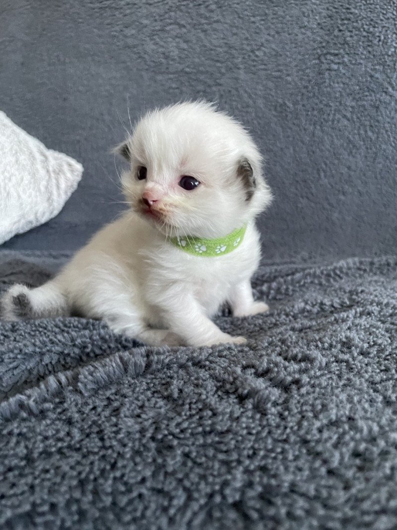 vert De La Croisette Mâle Ragdoll