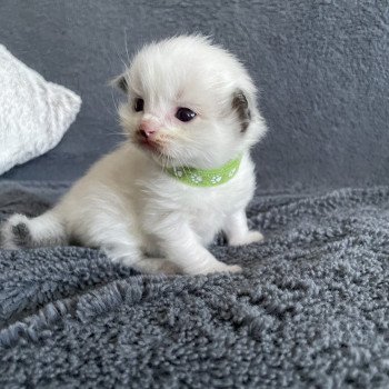 chaton Ragdoll vert Les Ragdolls de la Croisette