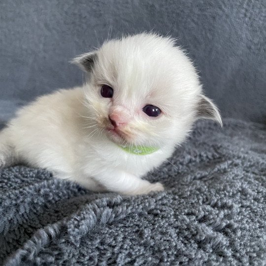 chaton Ragdoll vert Les Ragdolls de la Croisette