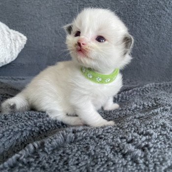 chaton Ragdoll vert Les Ragdolls de la Croisette