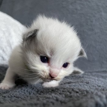 chaton Ragdoll vert Les Ragdolls de la Croisette