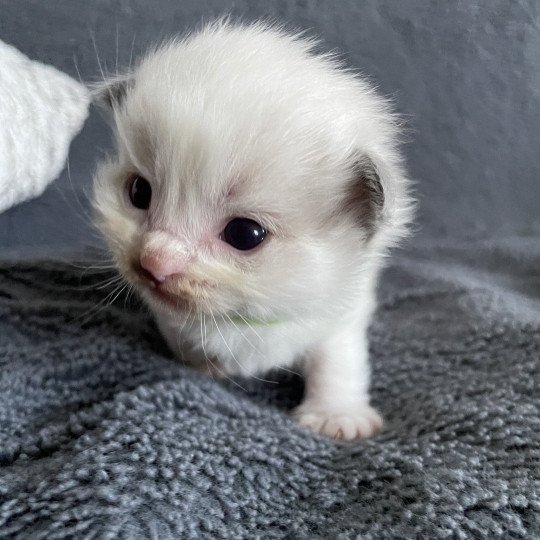 chaton Ragdoll vert Les Ragdolls de la Croisette