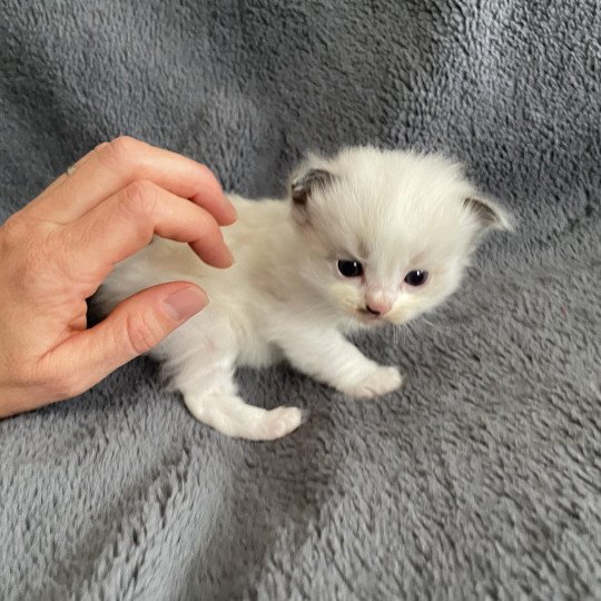 chaton Ragdoll vert Les Ragdolls de la Croisette