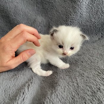 chaton Ragdoll vert Les Ragdolls de la Croisette chaton Ragdoll vert Les Ragdolls de la Croisette