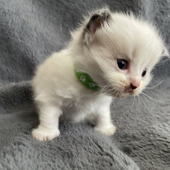 chaton Ragdoll vert Les Ragdolls de la Croisette chaton Ragdoll vert Les Ragdolls de la Croisette
