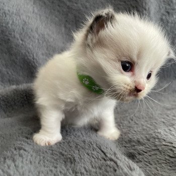 chaton Ragdoll vert Les Ragdolls de la Croisette