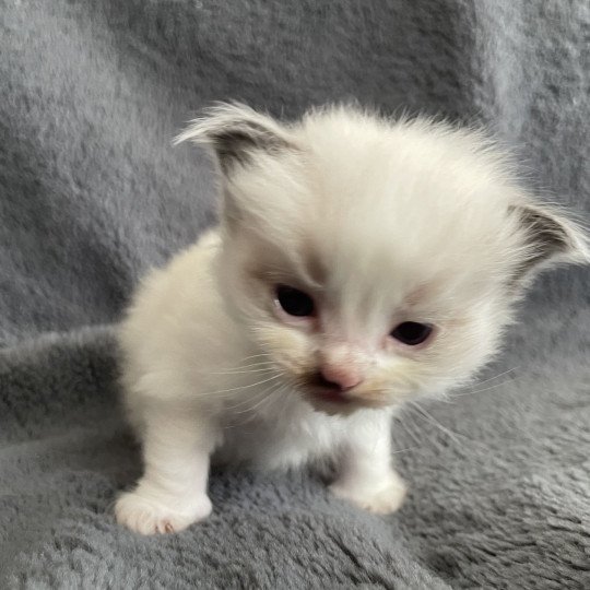 chaton Ragdoll vert Les Ragdolls de la Croisette