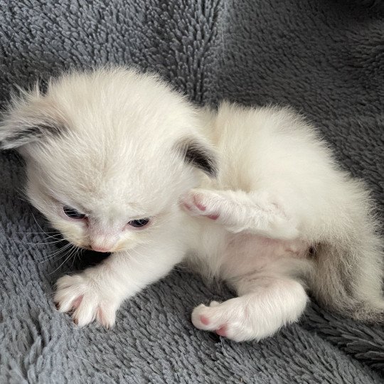 chaton Ragdoll vert Les Ragdolls de la Croisette