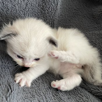 chaton Ragdoll vert Les Ragdolls de la Croisette