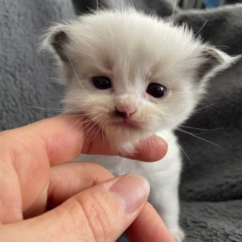 chaton Ragdoll vert Les Ragdolls de la Croisette