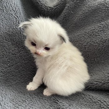 chaton Ragdoll vert Les Ragdolls de la Croisette