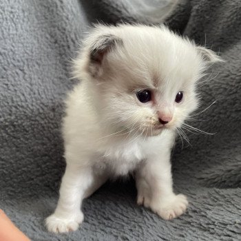 chaton Ragdoll vert Les Ragdolls de la Croisette