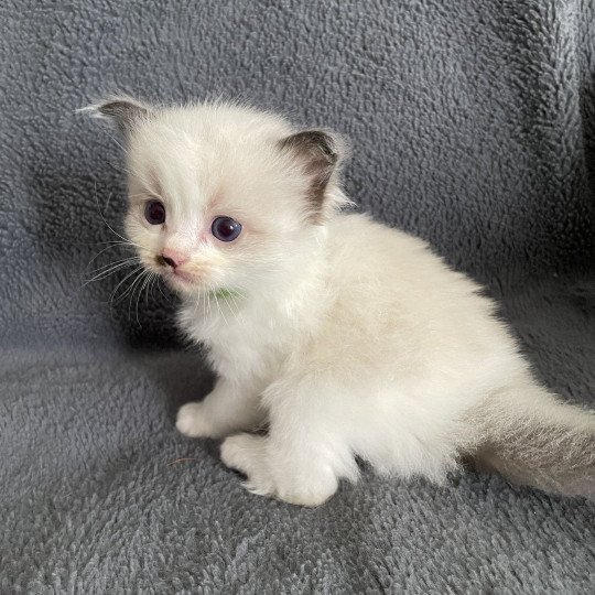 chaton Ragdoll vert Les Ragdolls de la Croisette