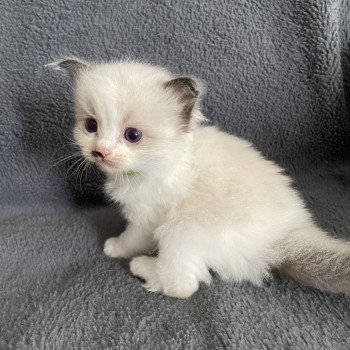 chaton Ragdoll vert Les Ragdolls de la Croisette