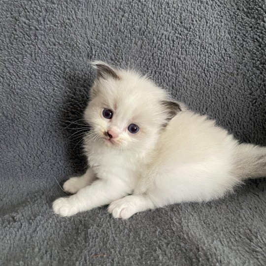 chaton Ragdoll vert Les Ragdolls de la Croisette