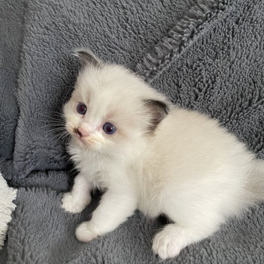 chaton Ragdoll vert Les Ragdolls de la Croisette